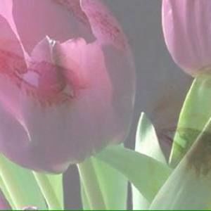 Meet your Posher, Rania